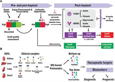 Mass spectrometry-based proteomics for advancing solid organ transplantation research